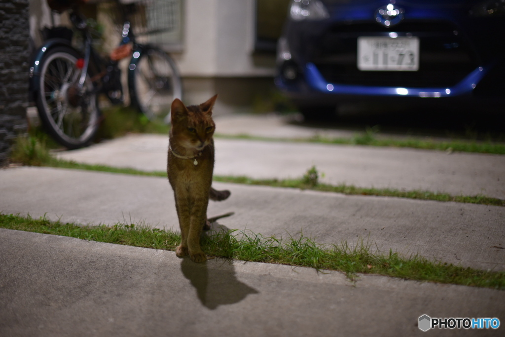 ピントが芝生に！