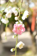 紅一点 其ノ弐