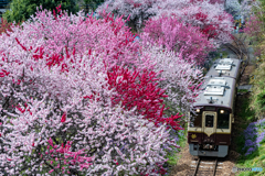 わたらせ渓谷鐵道と花桃