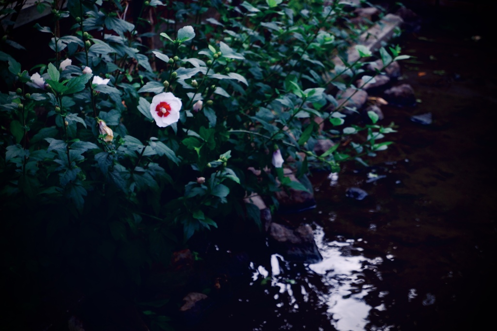 せせらぎの花