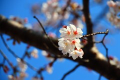 青空の中の桜