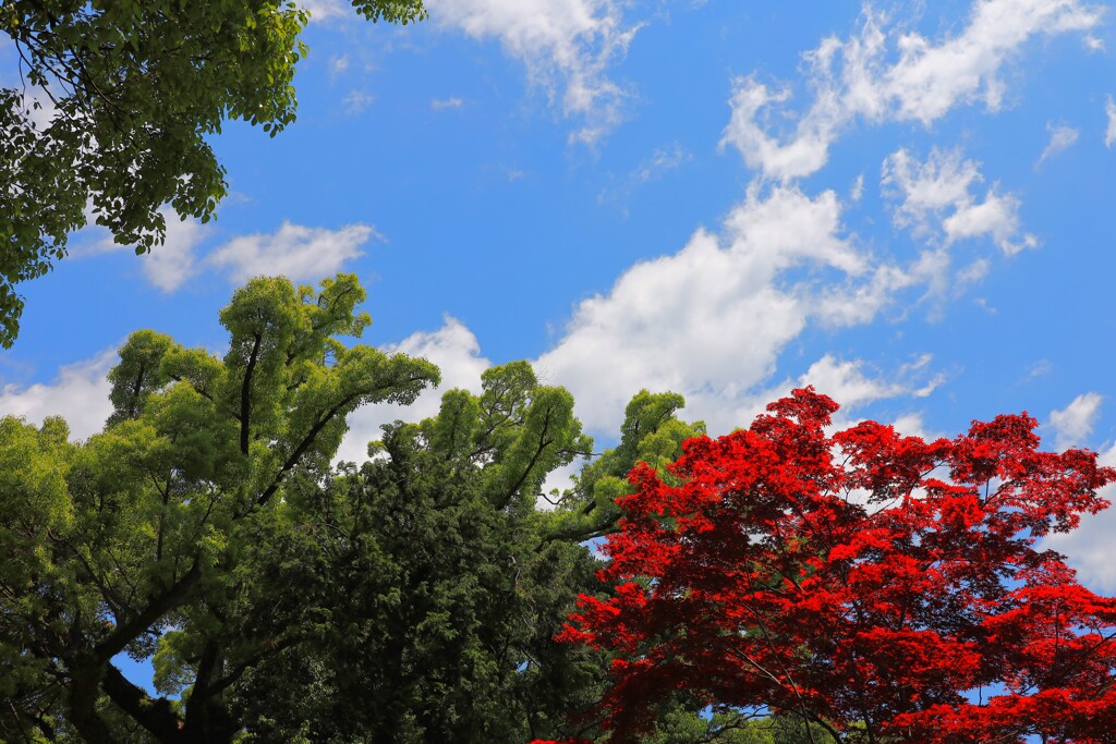 青空と新緑と紅葉
