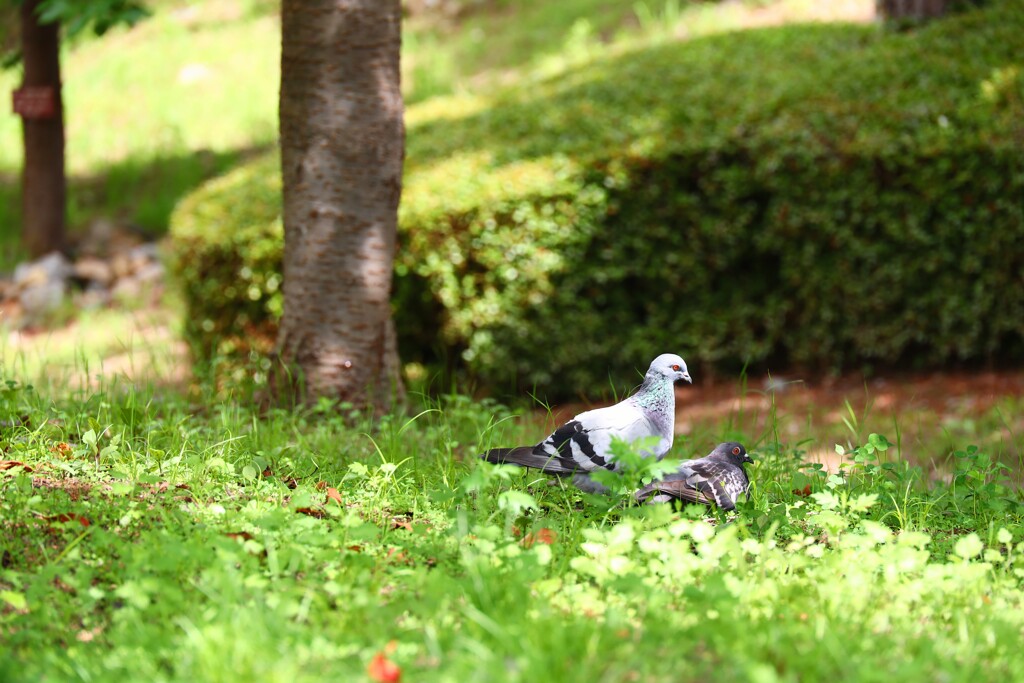 鳩のカップルに遭遇