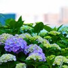 神戸バーバーランドに咲いていた紫陽花