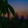 夕暮れ