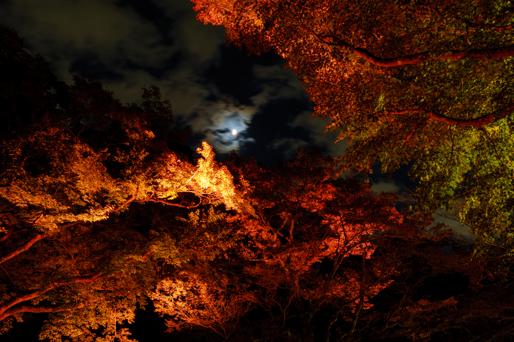朧な月と紅葉