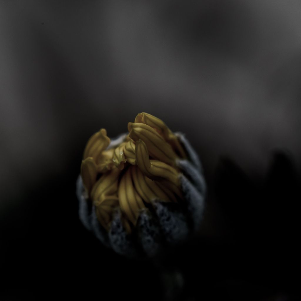 蕾