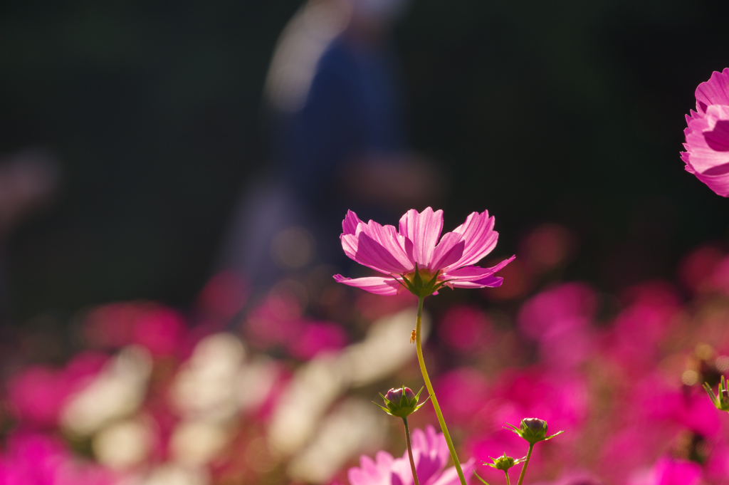 花の丘