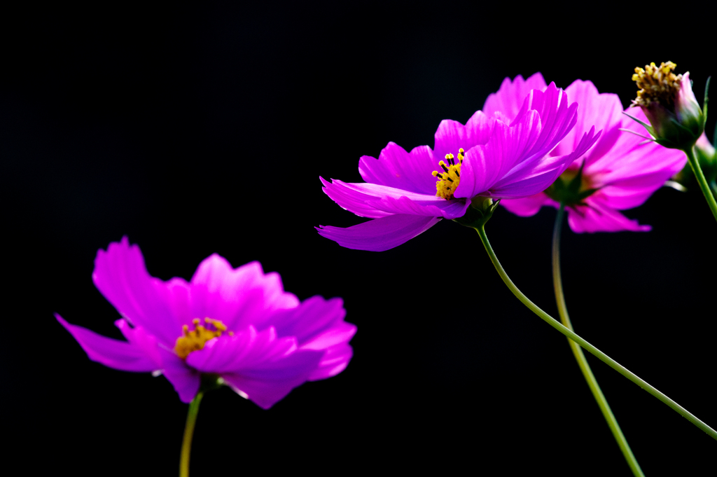 花の丘３
