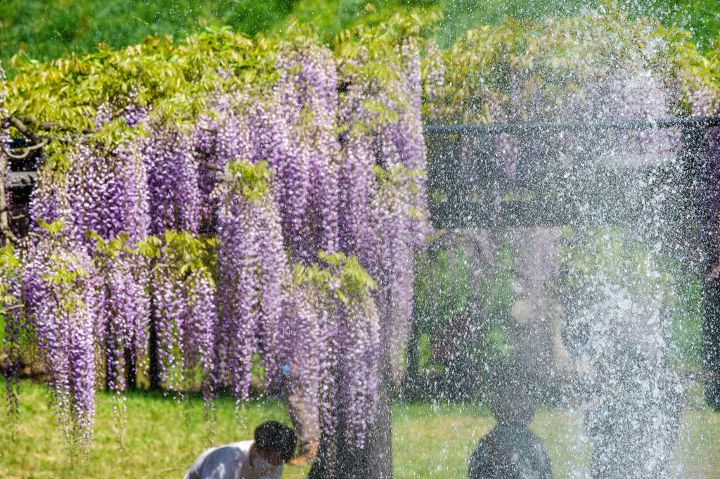 夏の様な陽気