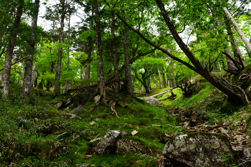 森の中で　釈迦ヶ岳