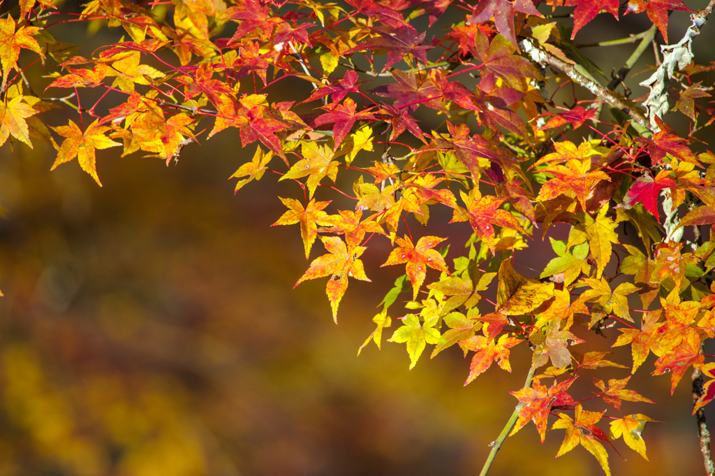 吉野山の紅葉