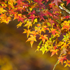 吉野山の紅葉