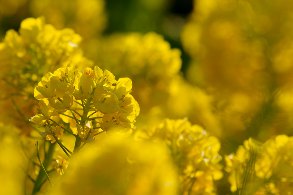 菜の花畑