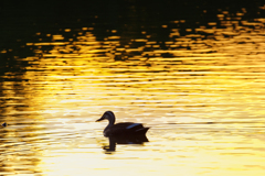 夕陽に照らされた池