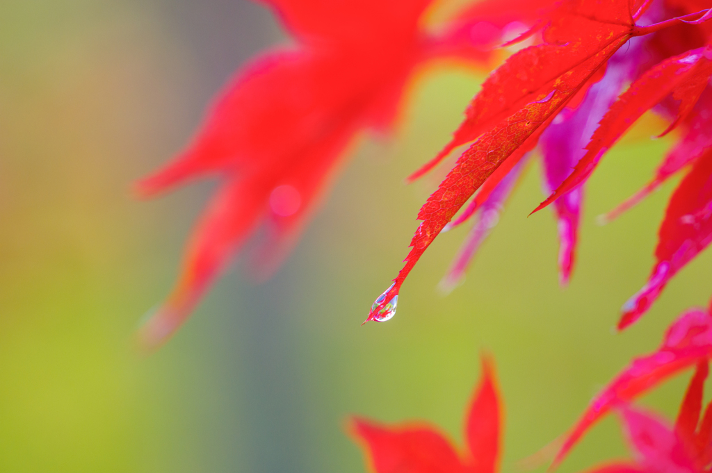 紅葉と水滴