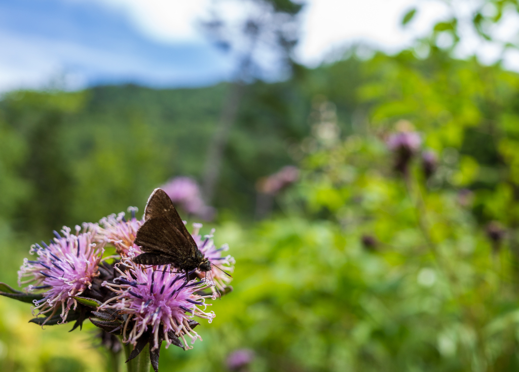 高山の花と蝶