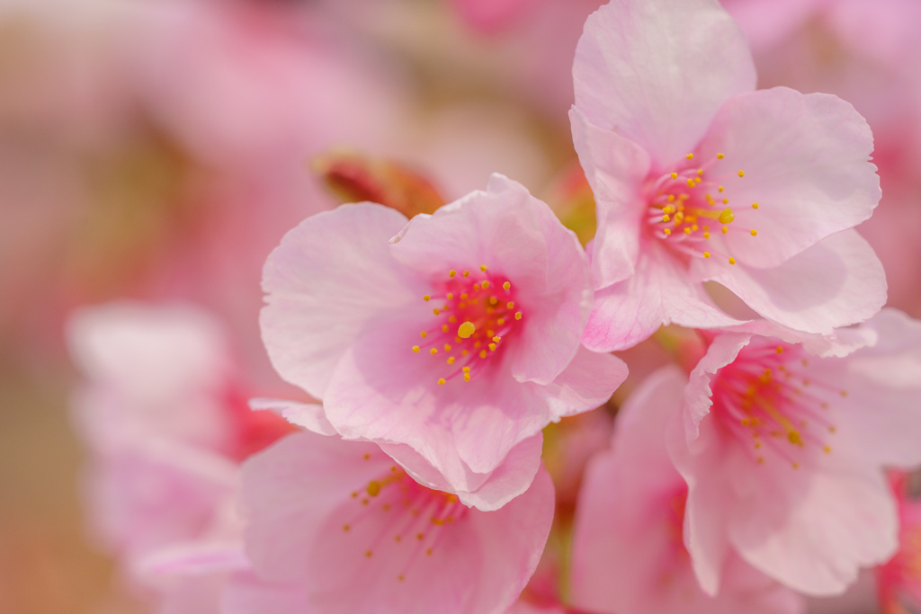 隠し曲輪の河津桜