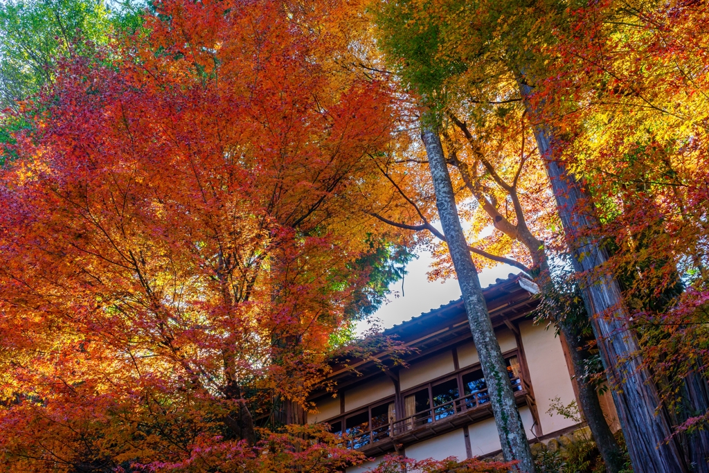覆い被さる紅葉