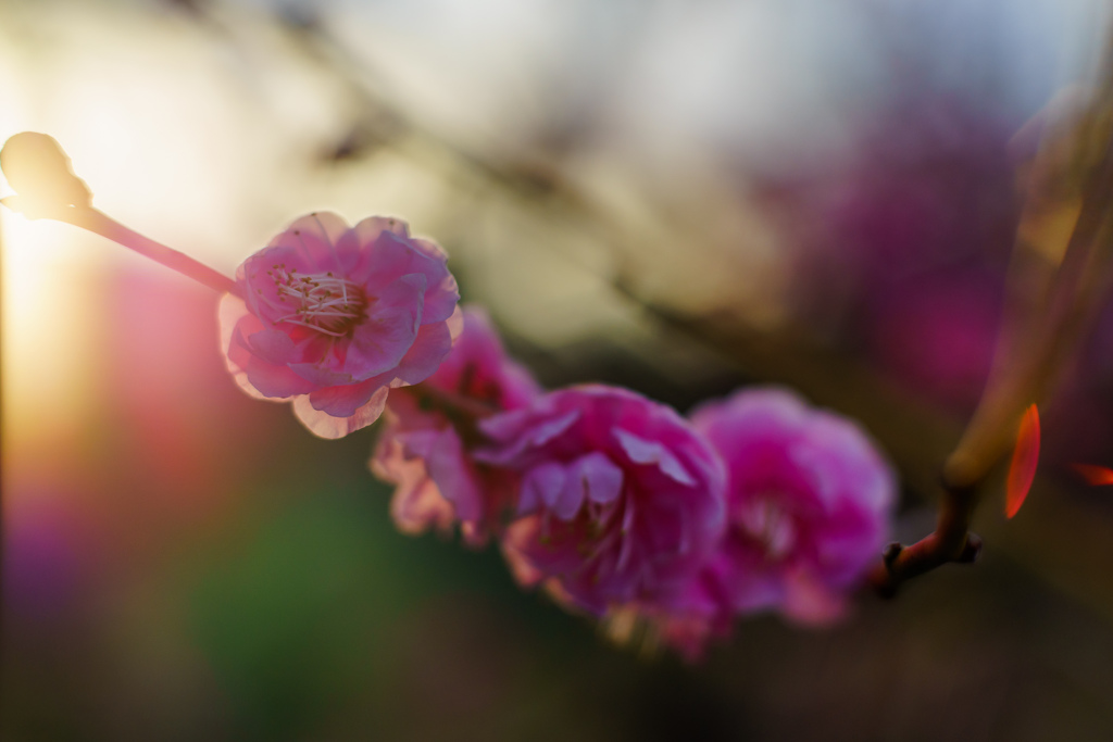 夕日に照らされる