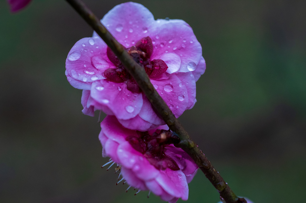 雨と紅梅
