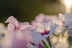 夕日に照らされる花