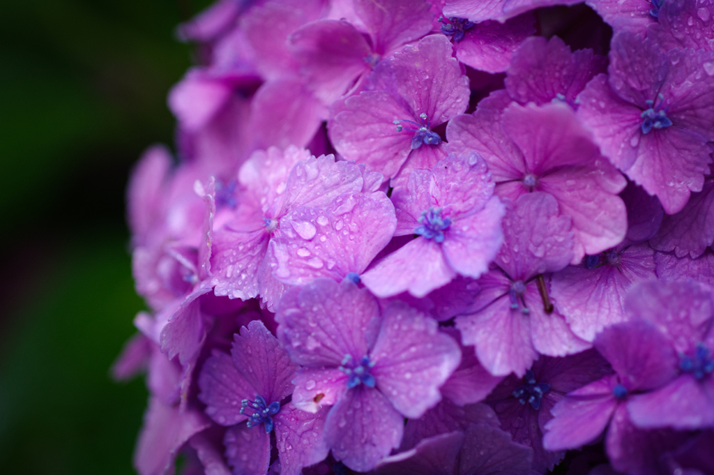 紫陽花