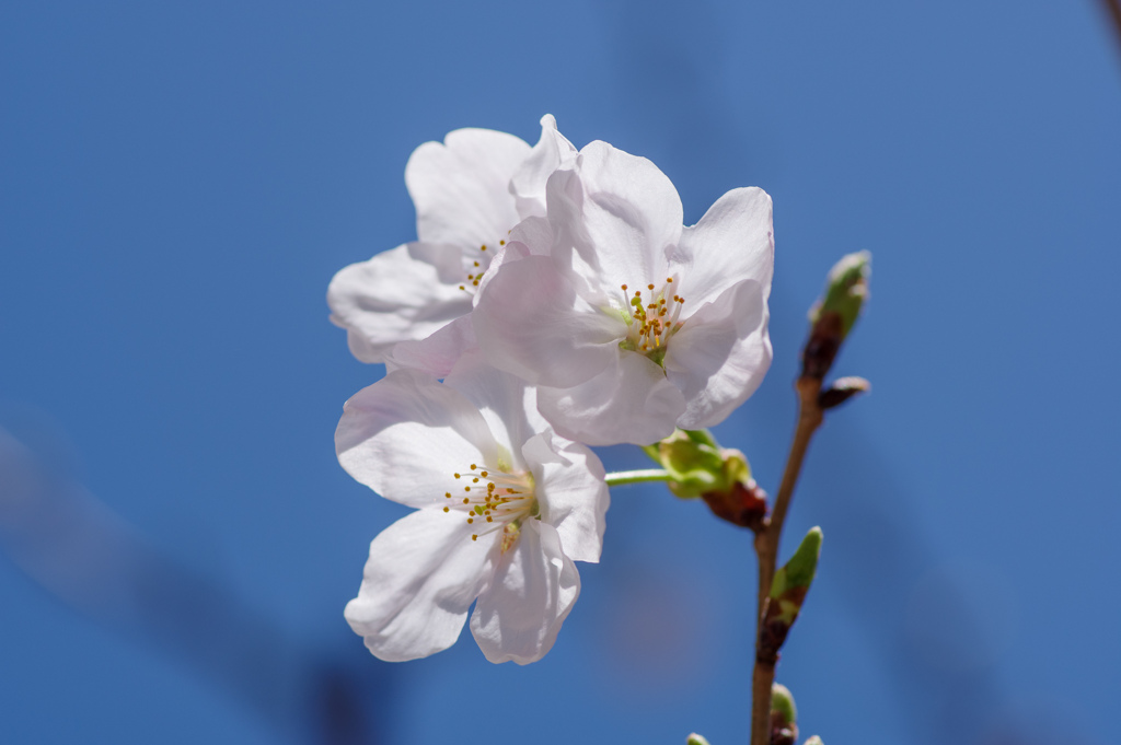 花芽が少ない木