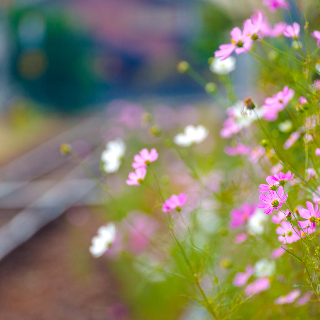 線路わきのコスモス
