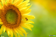 ひまわりとみつばち
