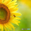 ひまわりとみつばち