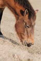 都井岬　野生馬