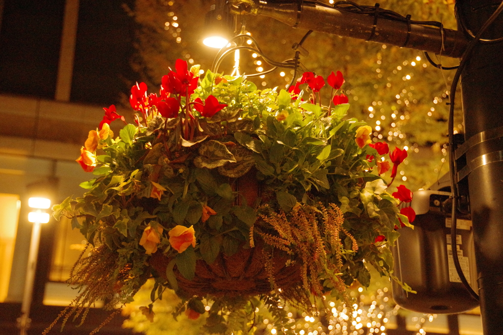 イルミネーションを盛り上げて