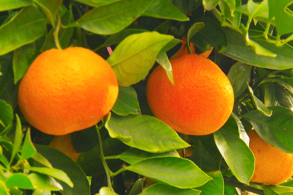 果物あります。