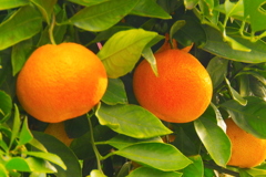 果物あります。