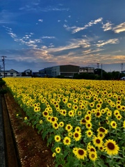 夕暮れ前の向日葵