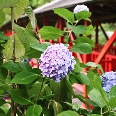 方広寺の紫陽花