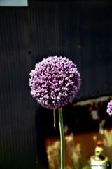 ニンニクの花