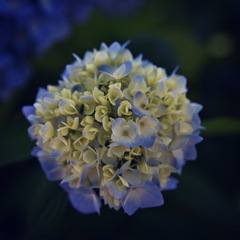 浜松フラワーパークにて、紫陽花