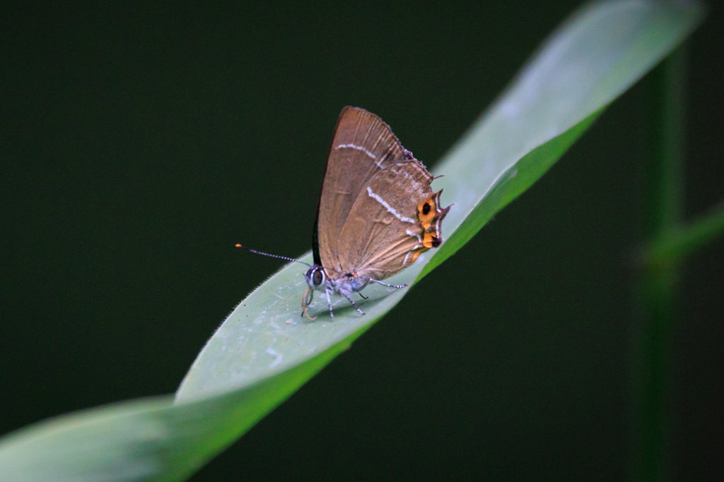 ミドリシジミ？