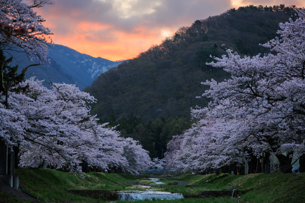 観音寺川 夜明け