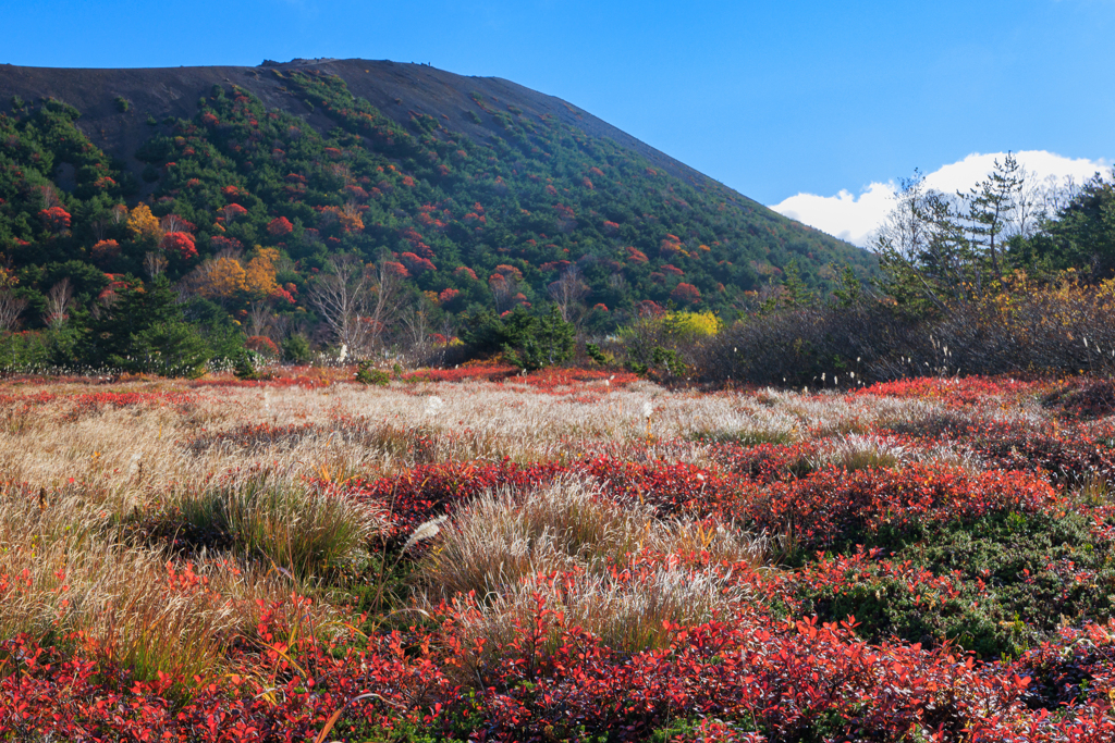 浄土平湿原 紅白絨毯