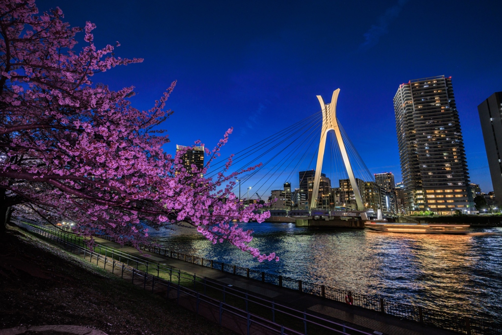 中央大橋と桜　夜景