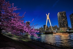 中央大橋と桜　夜景