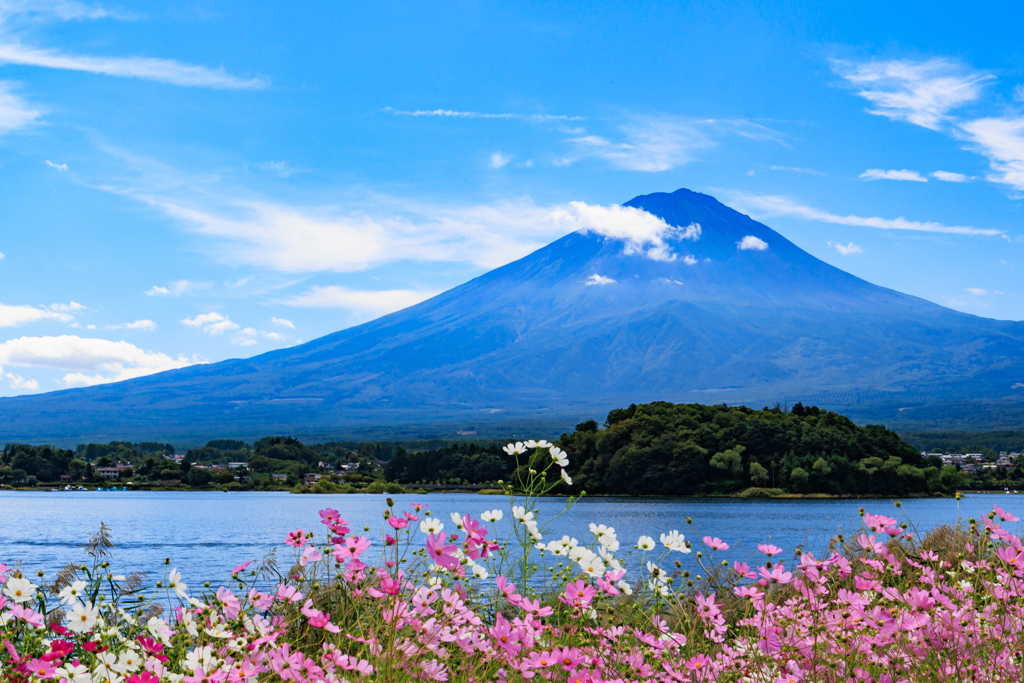 秋桜と富士山　寄りで