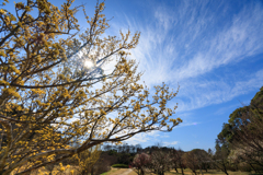 公園お写んぽ サンシュユのオーラ