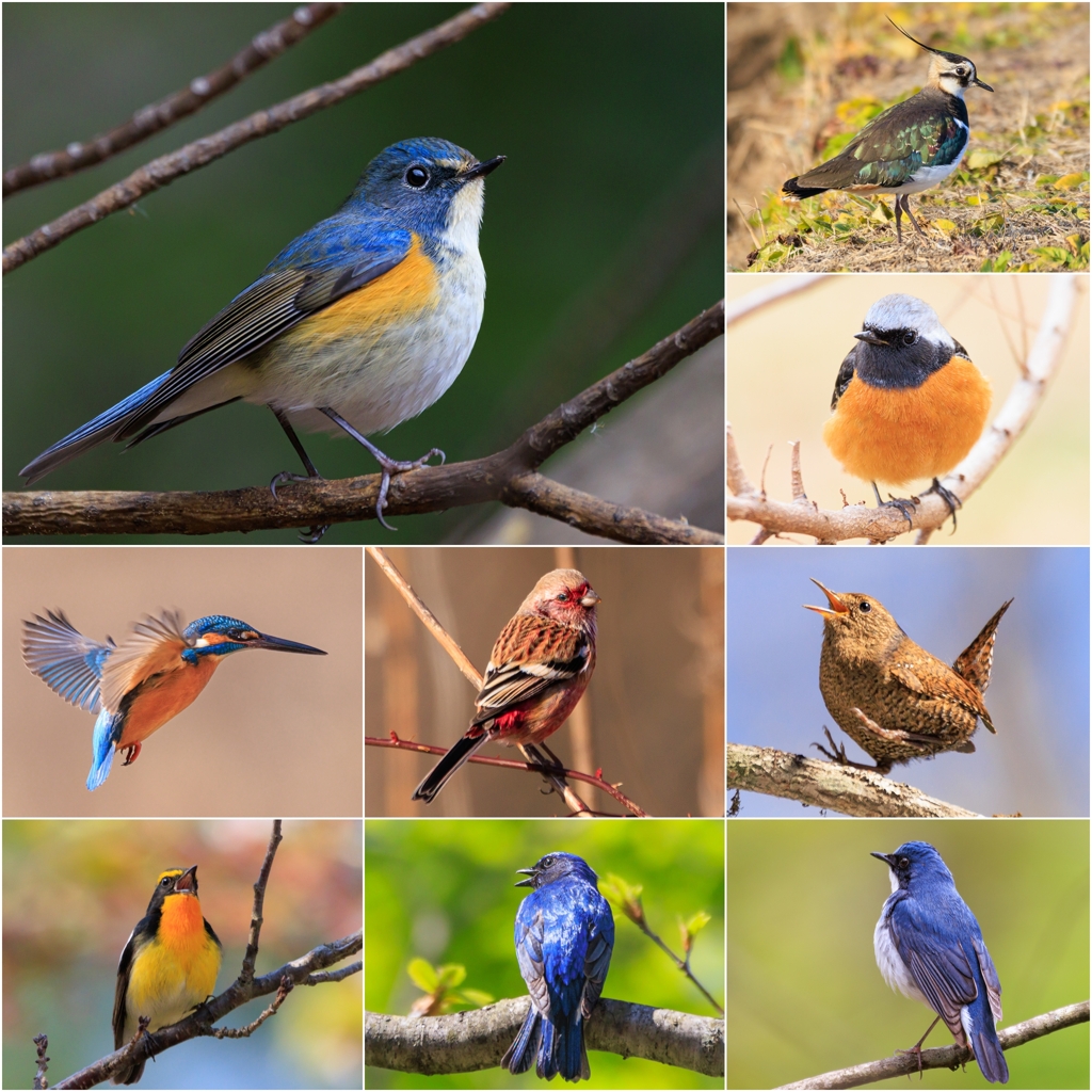 今年のベストショット（野鳥編）