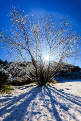 雪の華とシルエット