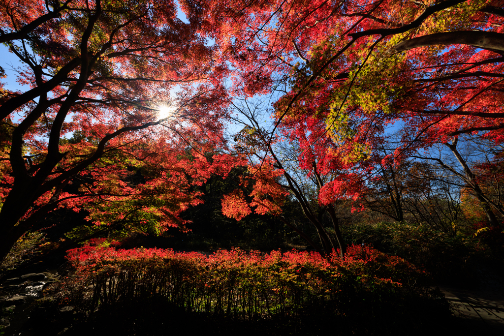 公園お写んぽ 紅葉 キラリンに向かって