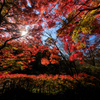 公園お写んぽ 紅葉 キラリンに向かって